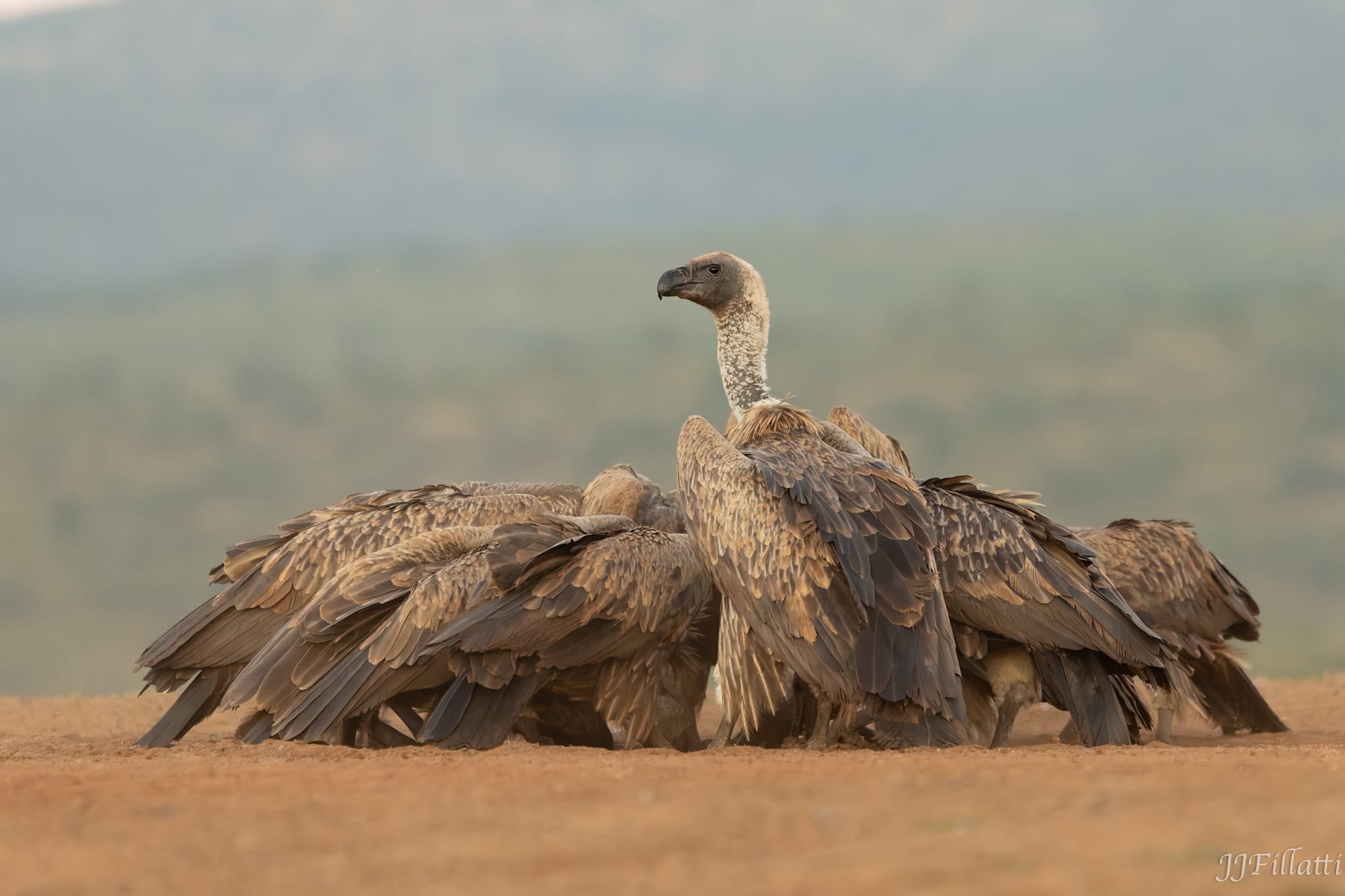 wildlife of Zimanga image 68